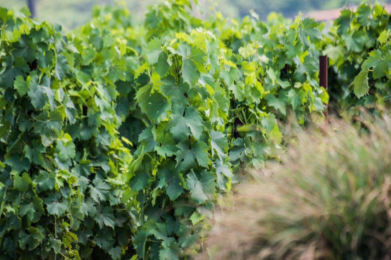 Tenuta Di Castellaro Winery & Resort ليباري المظهر الخارجي الصورة