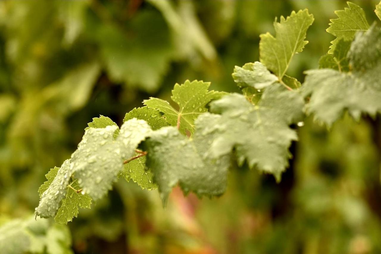 Tenuta Di Castellaro Winery & Resort ليباري المظهر الخارجي الصورة